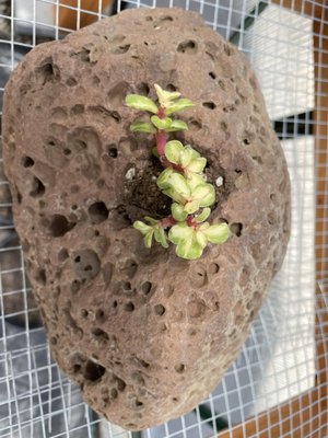 Saviah Cellars by null