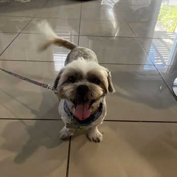 Very Important Puppy - Pet Groomers Near Me Very Important Puppy - Pet Groomers Near Me