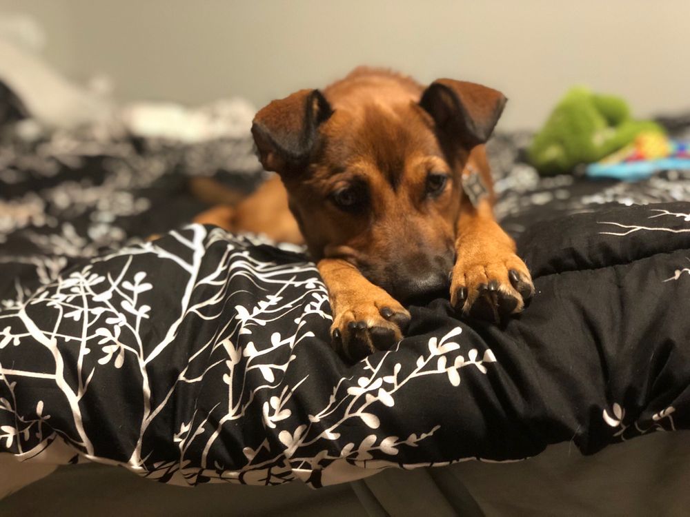 GINGER’S PET RESCUE Updated October 2024 291 Photos & 254 Reviews