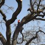 Photo of A & L Tree Care