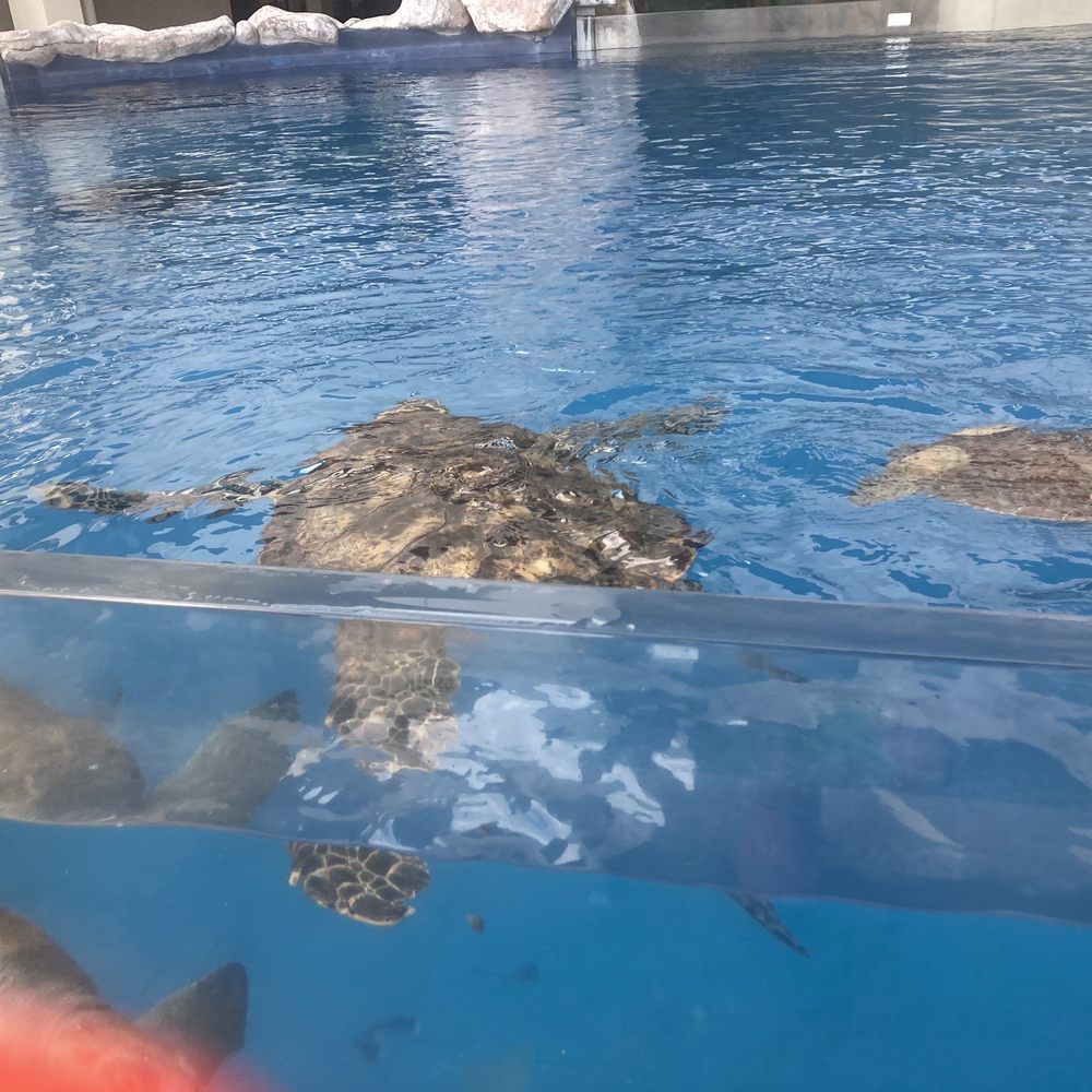 Texas State Aquarium - Turtles - Aquariums Near Me - Corpus Christi, Texas Texas State Aquarium - Turtles - Aquariums Near Me - Corpus Christi, Texas