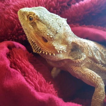 Earth Echoes - One of the gorgeous bearded dragons we bought from Earth Echoes. - Pet Stores Near Me - Toronto, Ontario
