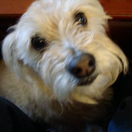 R.I.P. dear Bella and Thank you Dr. Sharp and team. R.I.P. dear Bella and Thank you Dr. Sharp and team.