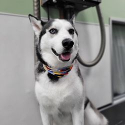 All About Paws Pet Spa - Eros is looking fresh after his spa day!