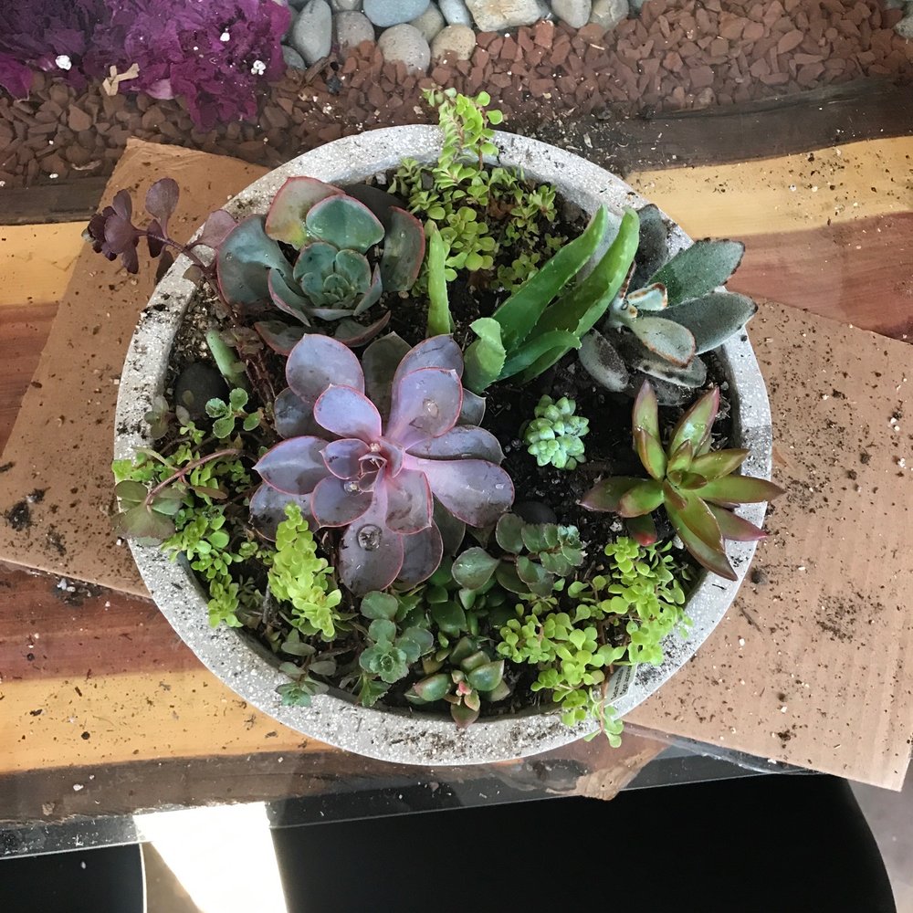 Succulent garden bowl Succulent garden bowl