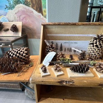 Big Bear Discovery Center - All types of pine cones - Hiking Near Me - Fawnskin, California Big Bear Discovery Center - All types of pine cones - Hiking Near Me - Fawnskin, California