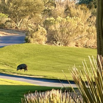 Cayton's Restaurant - Wildlife hanging out on the golf course adjacent to the outside dining area. - New American Near Me - Marana, Arizona Cayton's Restaurant - Wildlife hanging out on the golf course adjacent to the outside dining area. - New American Near Me - Marana, Arizona