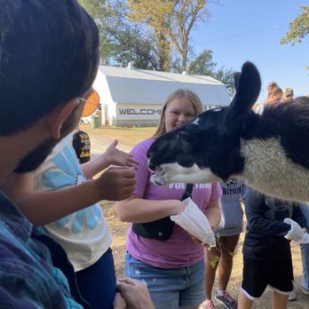 Deal's Orchard - Goat feeding area with a llama - Farms Near Me - Jefferson, Iowa
