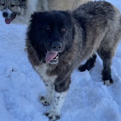 Royal Caucasian Shepherds - Caucasian Shepherd