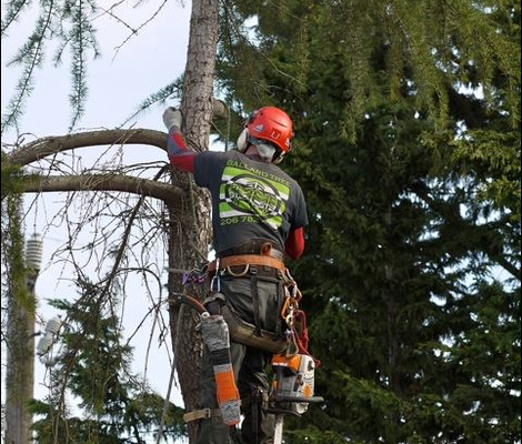Ballard Tree Service on Yelp