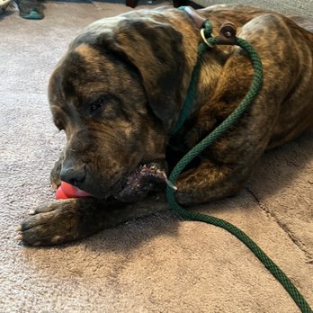 Canine Rescue Coalition - Denzo "A Gift from God" - Pet Adoption Near Me - Goodyear, Arizona