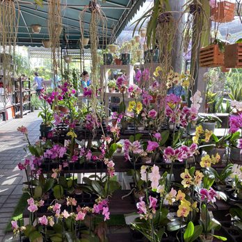 Casaplanta Garden Center - Orchids - Nurseries & Gardening Near Me - Miami, Florida