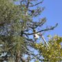 Photo of Better City Tree Services Inc.