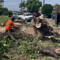 Active Landscape And Tree Service - Large tree removal