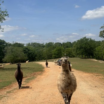 Lazy 5 Ranch - Zoos Near Me - Mooresville, North Carolina