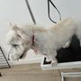 Pet Grooming Emmy