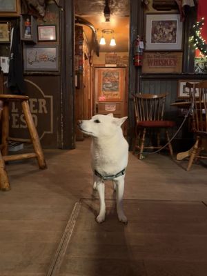 Genoa Bar and Saloon by null