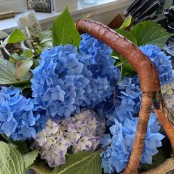 Oaksridge Golf Course - Hydrangeas in season