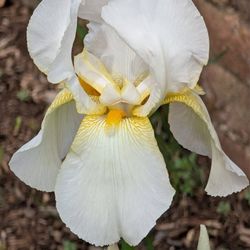Oatlands Historic House & Gardens