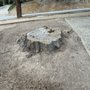 Photo of Monterey Bay Stump Grinding and Removal