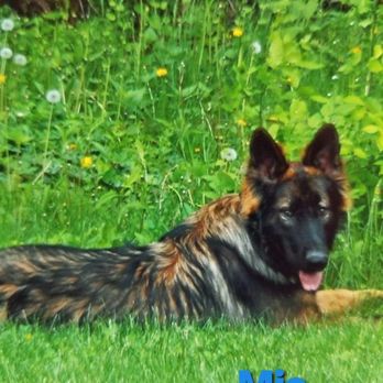 Trinity Ranch Kennels - Pets Near Me - Long Point, Illinois Trinity Ranch Kennels - Pets Near Me - Long Point, Illinois