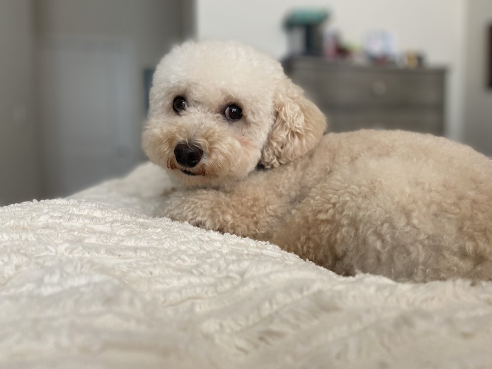 Christina's Furry Friends Image