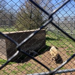 Upper Schuylkill Valley Park - Red foxes