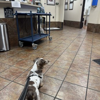 Hillside Veterinary Clinic - Veterinarians Near Me - Dallas, Texas