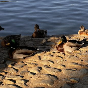 Temecula Duck Pond - Parks Near Me - Temecula, California