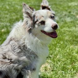 Omaha Pet Vaccination Clinic