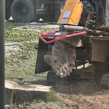 Cypress Tree Service - Tree Services Near Me - Byram Township, New Jersey Cypress Tree Service - Tree Services Near Me - Byram Township, New Jersey