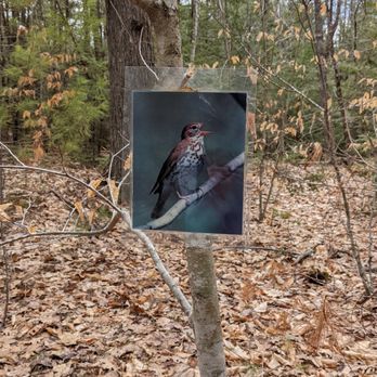 Rines Forest - Parks Near Me - Cumberland, Maine Rines Forest - Parks Near Me - Cumberland, Maine