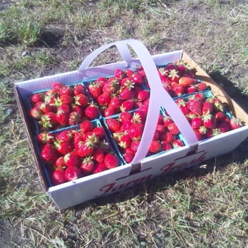 The Berry Patch - Pick Your Own Farms Near Me - Richmond, Virginia