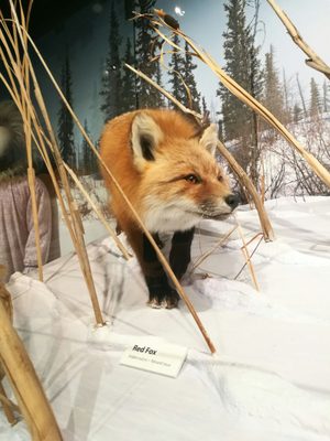 Prince of Wales Northern Heritage Centre by null