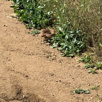Box Springs Mountain Reserve - Giant rattlesnake out there to get you - Hiking Near Me - Moreno Valley, California Box Springs Mountain Reserve - Giant rattlesnake out there to get you - Hiking Near Me - Moreno Valley, California