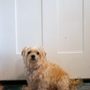 Photo of Woof Pet Grooming
