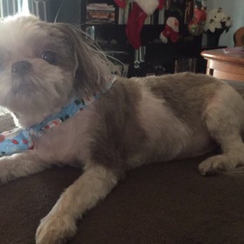 That Crazy Dog Lady - Pet Groomers Near Me - Glendale, Arizona That Crazy Dog Lady - Pet Groomers Near Me - Glendale, Arizona