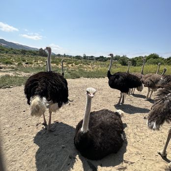 Ostrichland USA - Loaf 10/10 - Attraction Farms Near Me - Solvang, California Ostrichland USA - Loaf 10/10 - Attraction Farms Near Me - Solvang, California