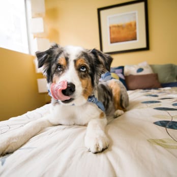 LuvFurBaby - Pet Services Near Me - Los Angeles, California LuvFurBaby - Pet Services Near Me - Los Angeles, California