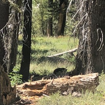 Mist Falls Trail - I spy a bear - Hiking Near Me Mist Falls Trail - I spy a bear - Hiking Near Me