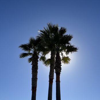 Redondo Beach Pier - Palm trees - Souvenir Shops Near Me - Redondo Beach, California Redondo Beach Pier - Palm trees - Souvenir Shops Near Me - Redondo Beach, California