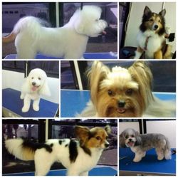 Doggie D' Tails Mobile Dog Grooming