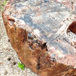 Rowe Stanley M Rowe Arboretum - Petrified wood