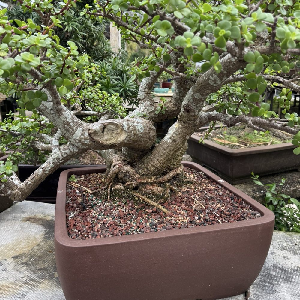 Penjing Bonsai Garden - Nurseries & Gardening Near Me - Malabar, Florida Penjing Bonsai Garden - Nurseries & Gardening Near Me - Malabar, Florida