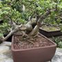Penjing Bonsai Garden