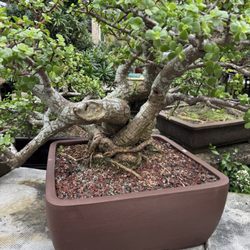 Penjing Bonsai Garden