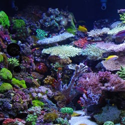 AquaLux Aquatics