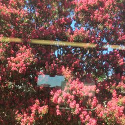Claremont Metrolink Station - Beautiful Trees