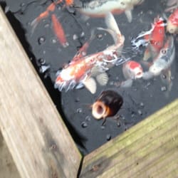 Vital Fish - Hongerig..... Vaak een goed teken!