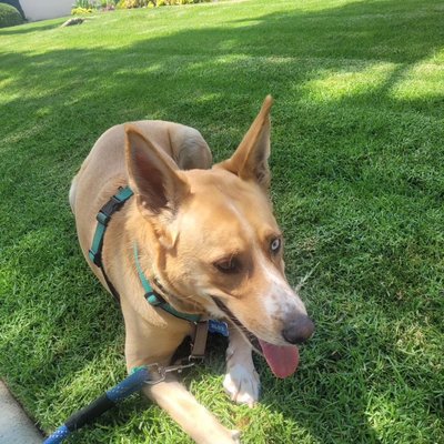 Looking For A Professional Dog Walker? Lets Talk! - Looking For A Professional Dog Walker? Lets Talk! Looking For A Professional Dog Walker? Lets Talk! - Looking For A Professional Dog Walker? Lets Talk!